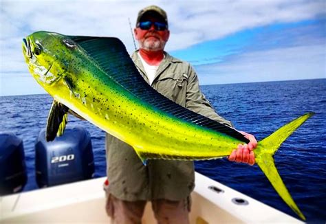 Dolphinfish mahi mahi - 5 days ago · Mahi mahi is higher in protein and lower in fat compared to dorado. Additionally, mahi mahi contains a wider range of vitamins and minerals such as vitamin B12, potassium, and selenium. On the other hand, dorado tends to be higher in omega-3 fatty acids and iron. 